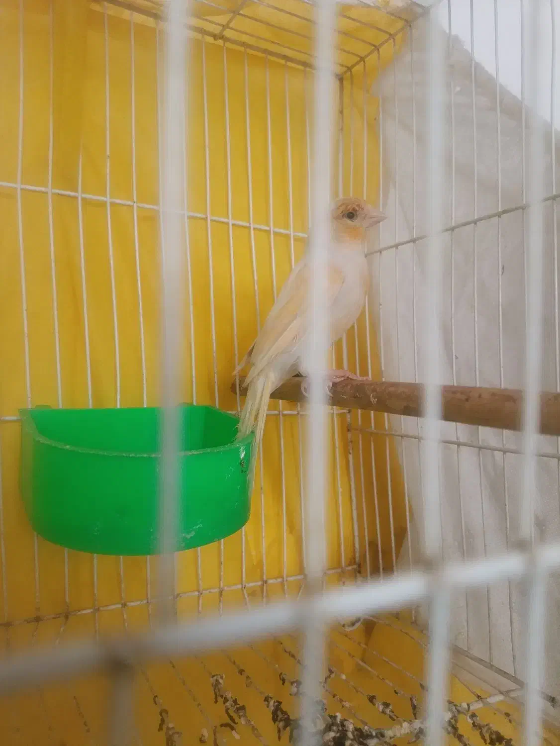 قناری موزایکی|پرنده|مشهد, شیرحصار|دیوار