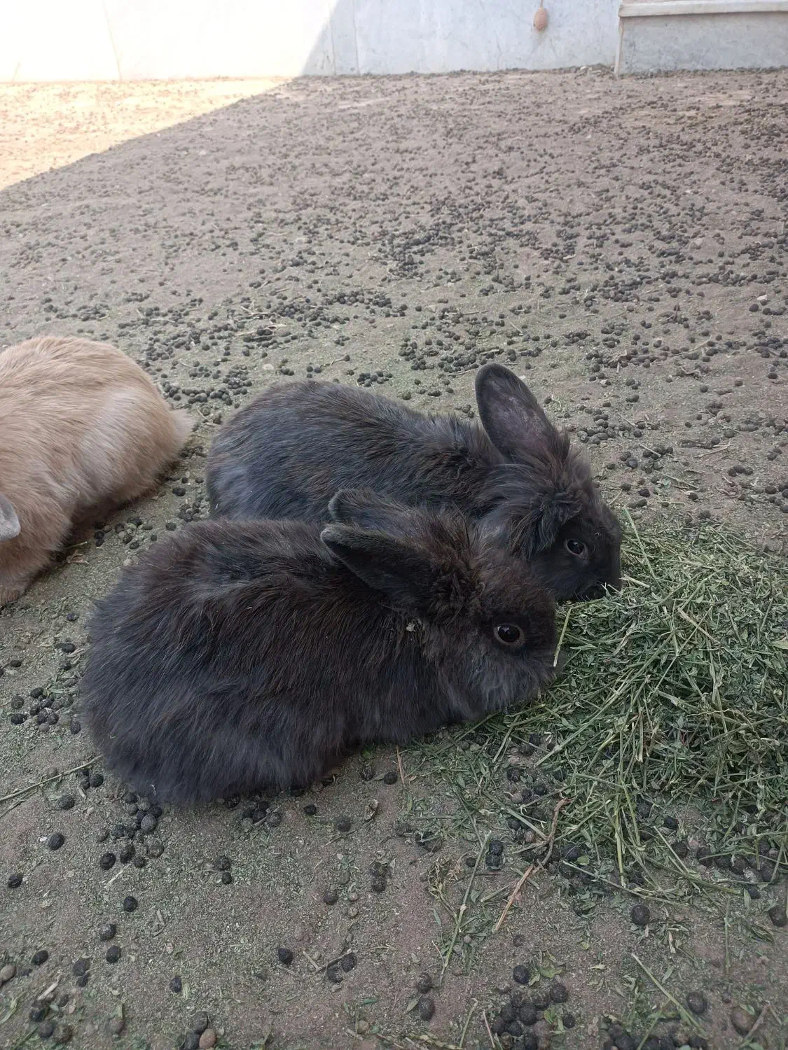 خرگوش مولد لپی هلندی|موش و خرگوش|رفسنجان, |دیوار