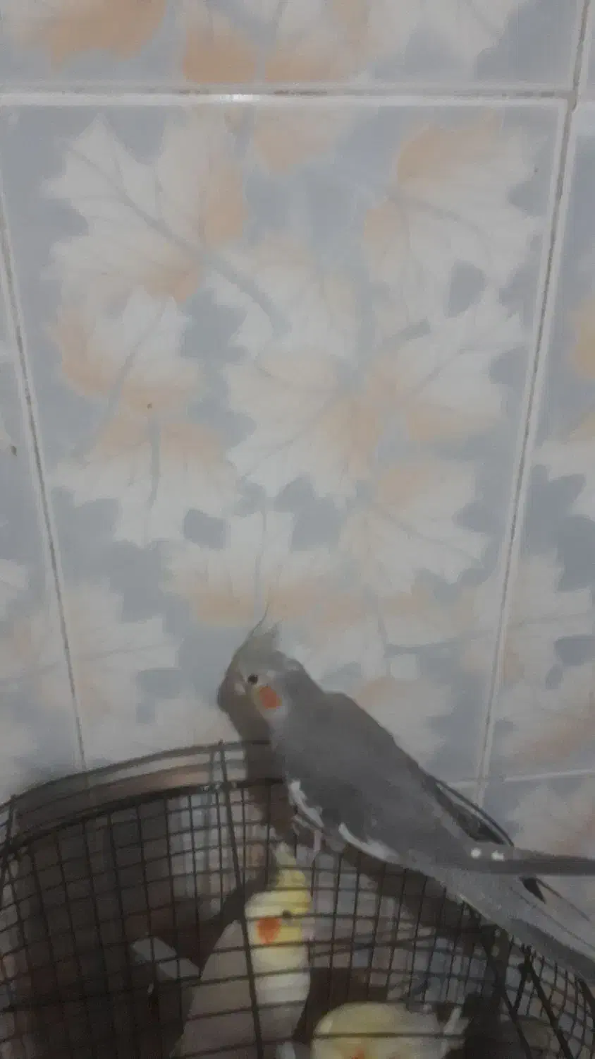 ۵ عددعروس هلندی|پرنده|قم, قلعه کامکار|دیوار