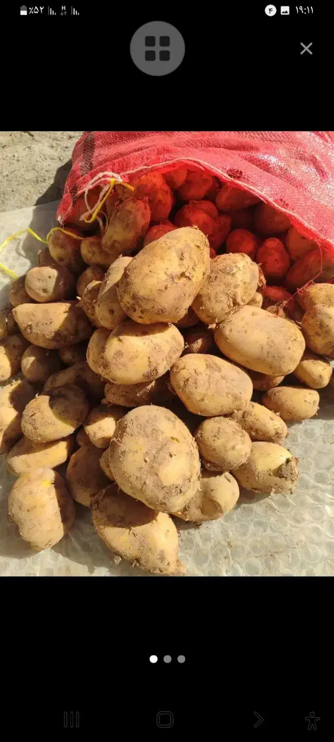 سیب زمینی چیلی تازه۲۰۰الا۳۰۰کیلو|خوردنی و آشامیدنی|اسدآباد, |دیوار