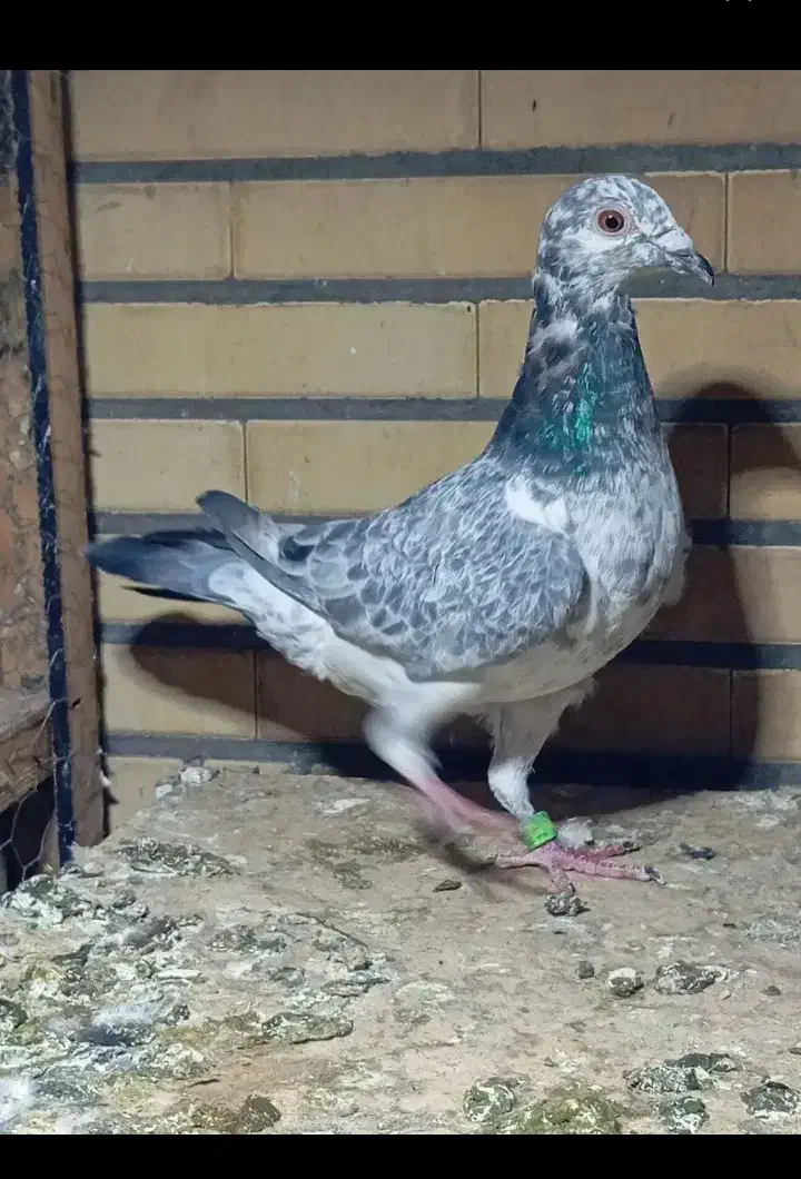 بزک|پرنده|دزفول, |دیوار