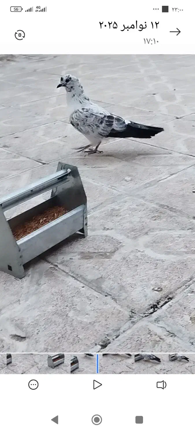 کبوتر|پرنده|مشگین شهر, |دیوار