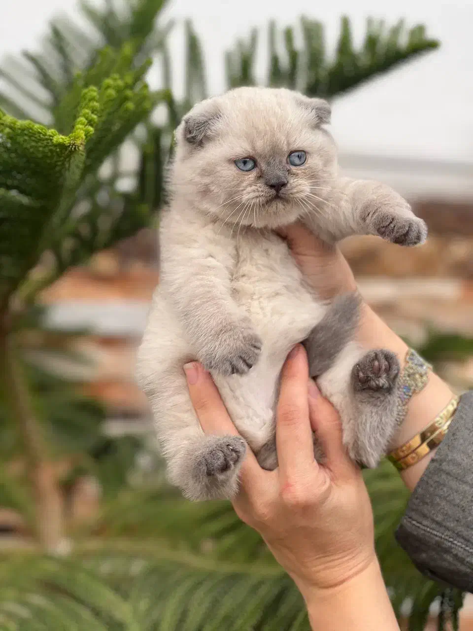 سیلور چشم آبی اسکاتیش شورت هیر|گربه|چالوس, |دیوار