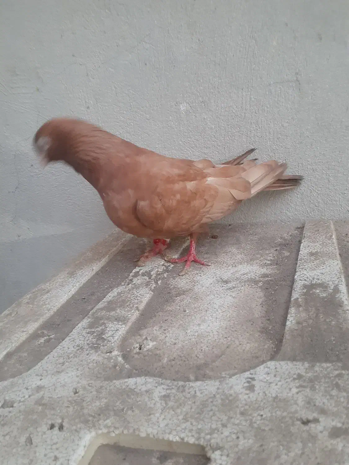 کبوتر|پرنده|قشم, |دیوار