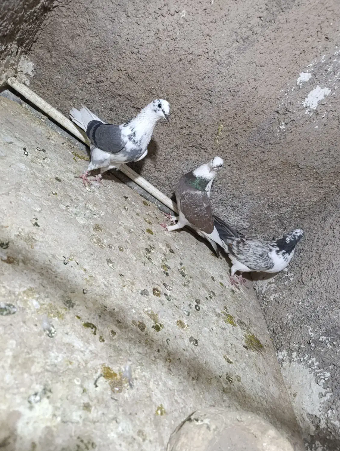 سه عدد کفتر ماده|پرنده|خاوران, |دیوار