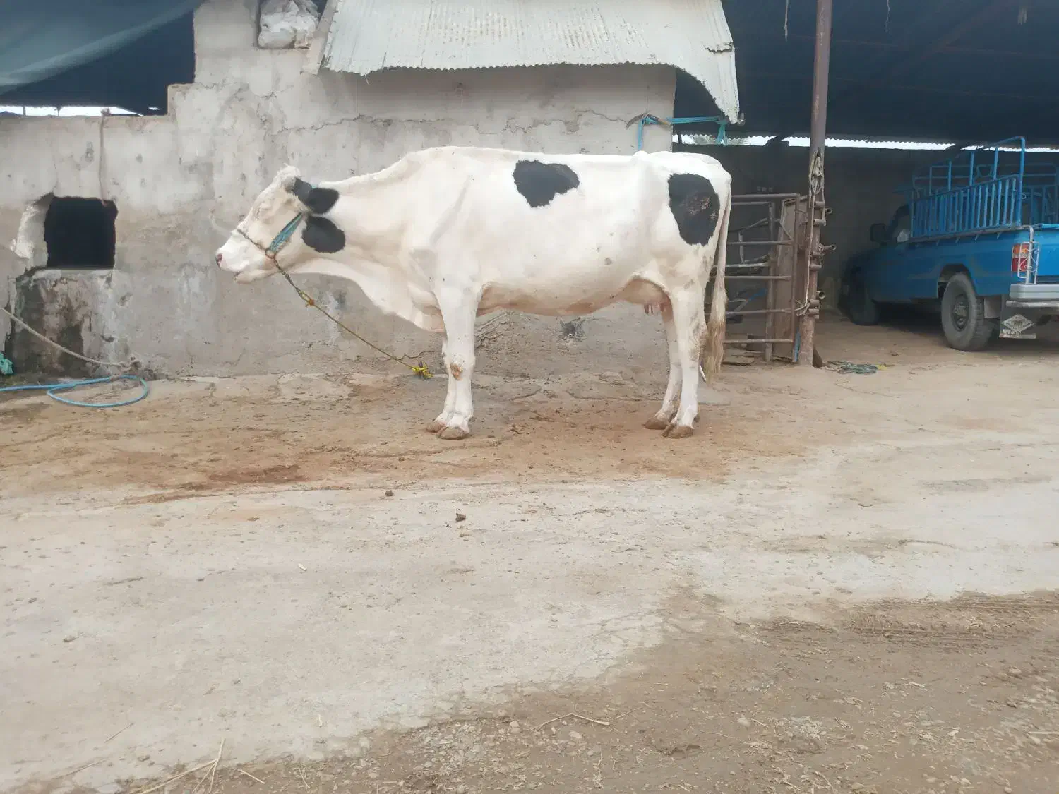 گاو سیمینتال|حیوانات مزرعه|گتوند, |دیوار