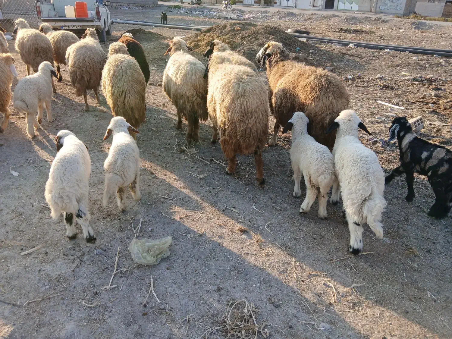 پیش و ور‌‌ک|حیوانات مزرعه|دره شهر, |دیوار