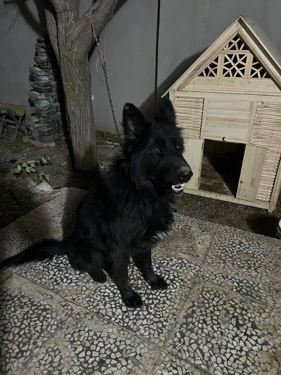 سگ ژرمن بلک|سگ|قم, شهرک قدس|دیوار