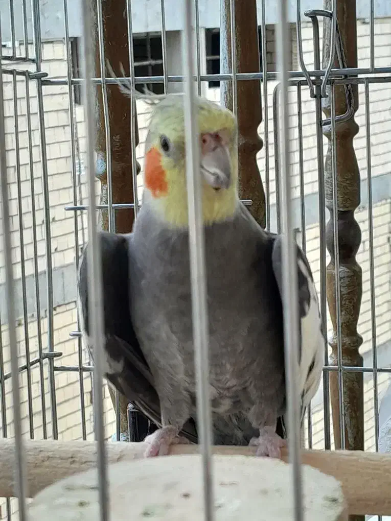 عروس هلندی|پرنده|فیروزآباد, |دیوار