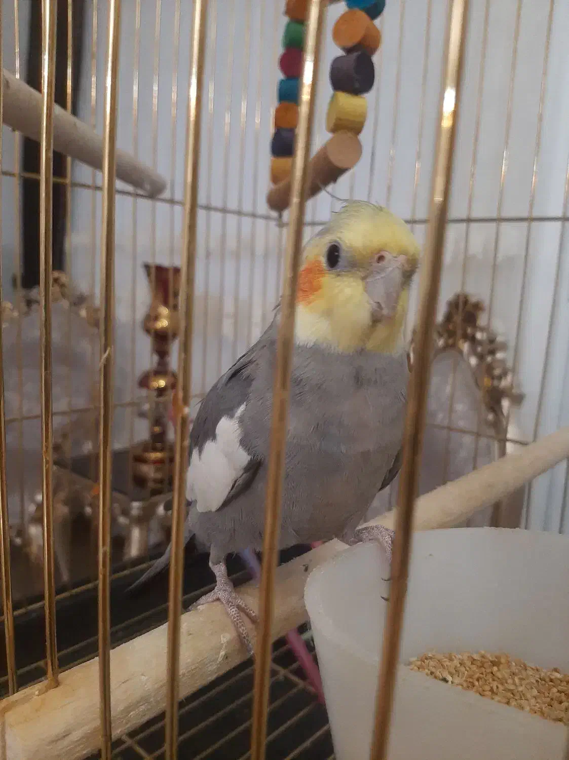 گمشده در کوی معلم|حیوانات|میاندوآب, |دیوار