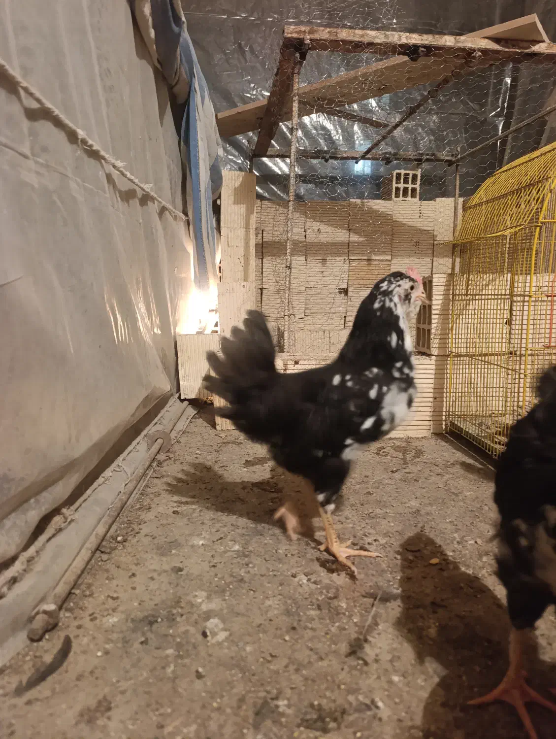 خروس|حیوانات مزرعه|کرمانشاه, |دیوار