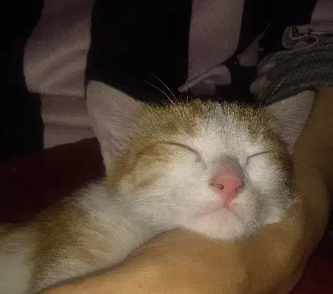 واگذاری|گربه|اسلامشهر, شهرک قائمیه|دیوار