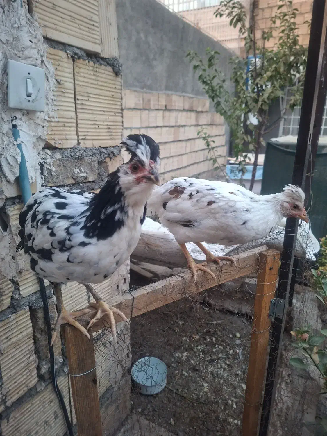 مرغ گلین|حیوانات مزرعه|مشهد, امیریه|دیوار