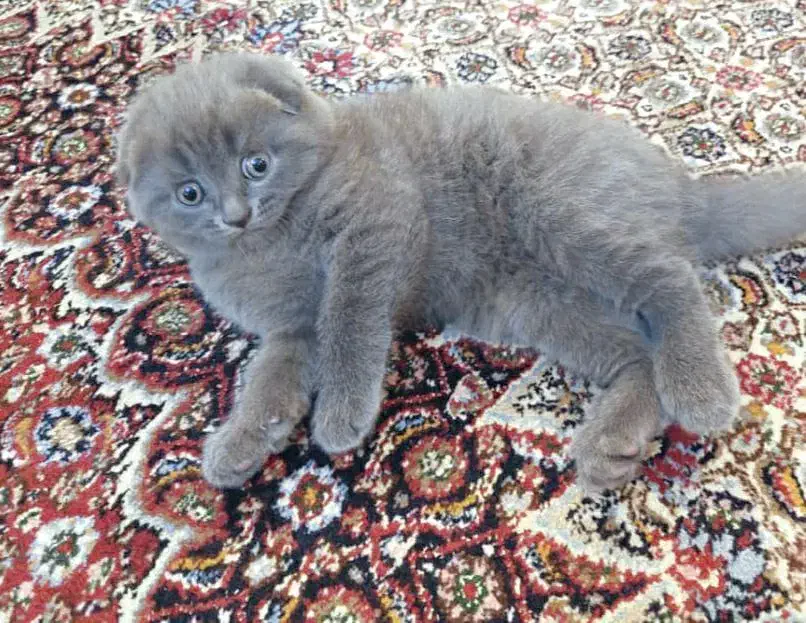 اسکاتیش های اصیل|گربه|مشهد, امیریه|دیوار