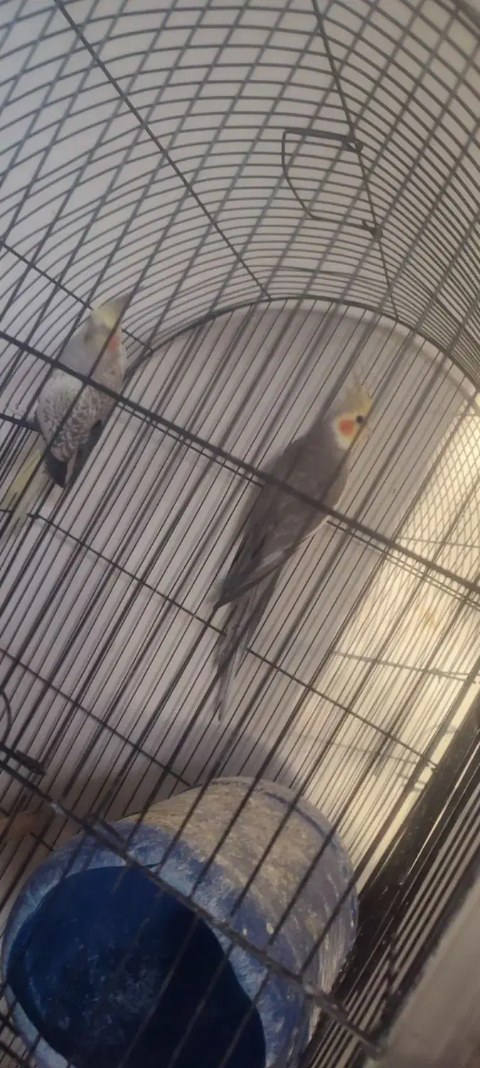 دو جفت عروس مولد فقط معاوضه با سهره نر|پرنده|پرند, فاز ۴|دیوار