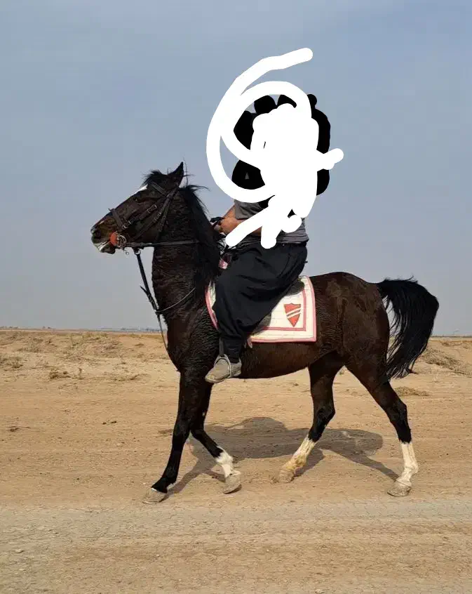 اسب مادیان|اسب و تجهیزات اسب‌سواری|دشتابی, |دیوار