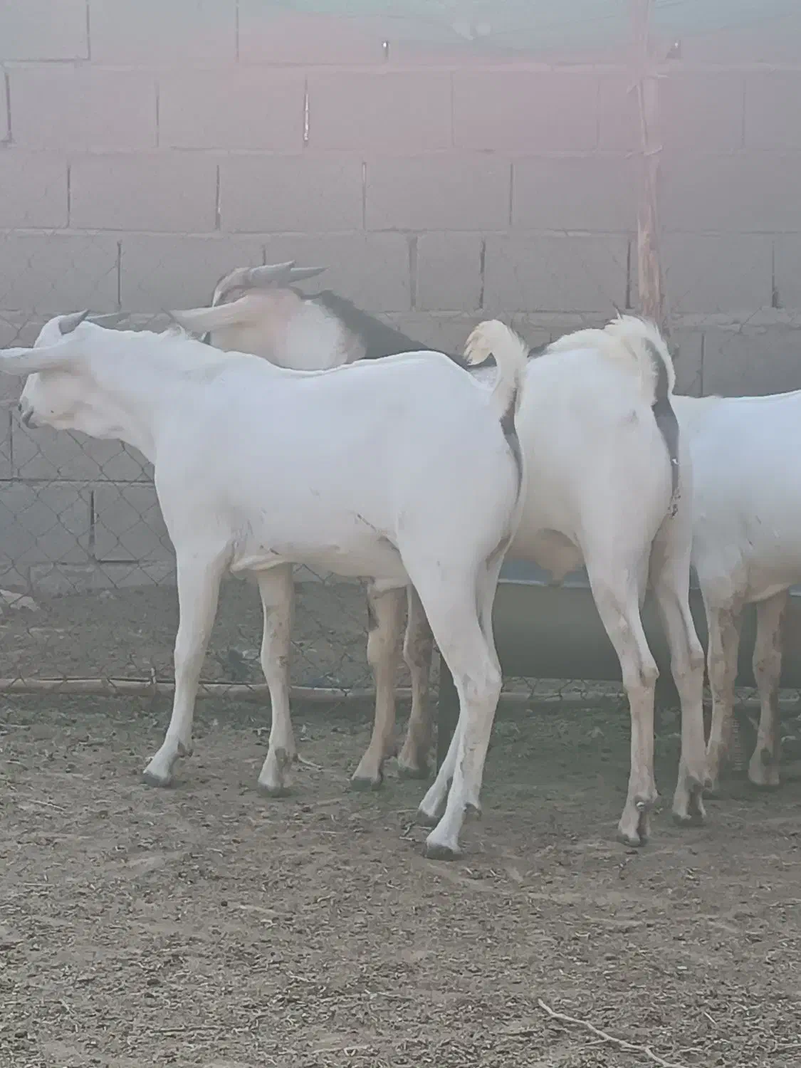 سلام. ۳ راس نری سومال ۱۰ ماهه درجه یک و پلمپ.|حیوانات مزرعه|بندر دیر, |دیوار