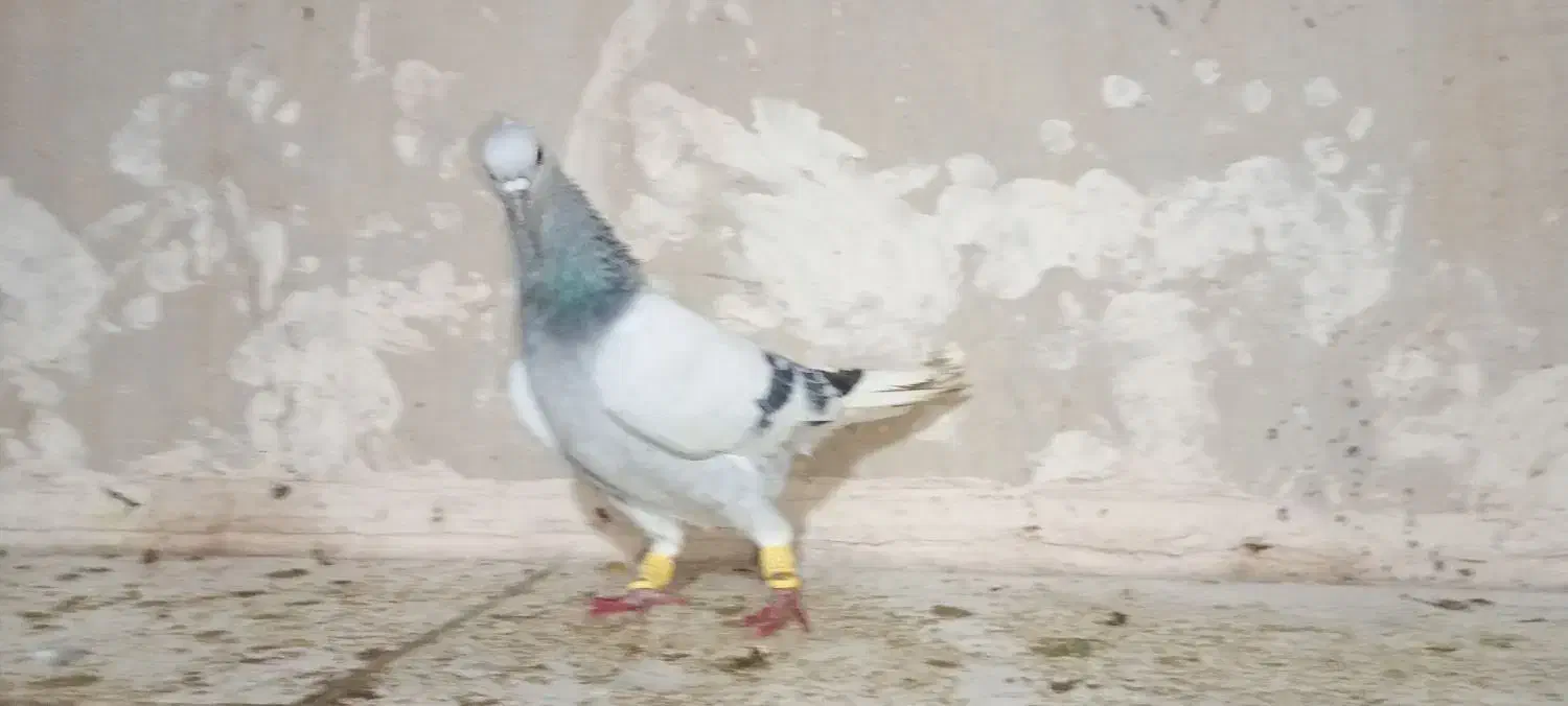 چند جفت کبوتر عتیقه|پرنده|مه ولات, |دیوار