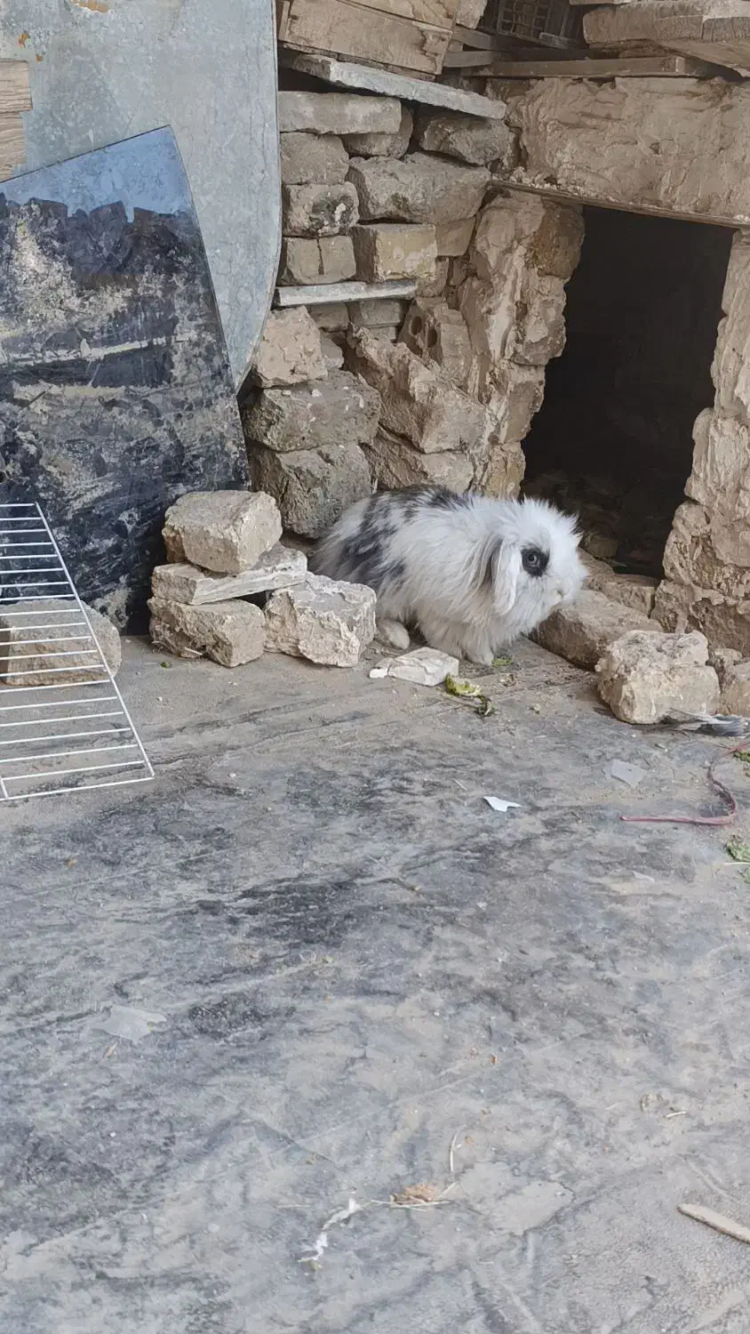 خرگوش لوپ|موش و خرگوش|مشهد, شهید قربانی|دیوار