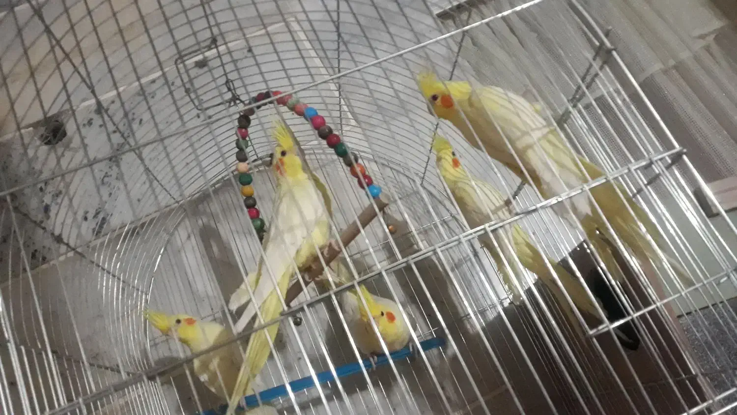 عروس هلندی|پرنده|برخوار, |دیوار