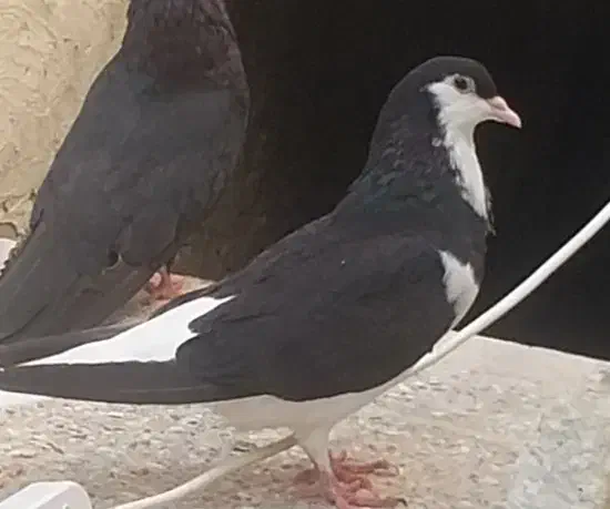 کفتر|پرنده|خمینیشهر, |دیوار