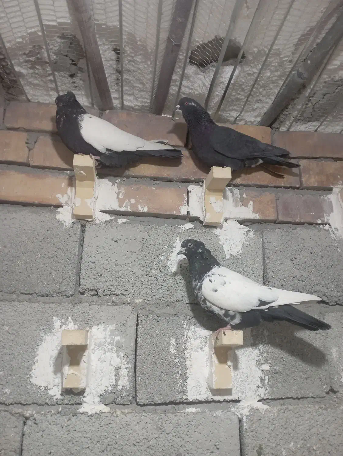 ۷عدد کبوتر|پرنده|زرند, |دیوار