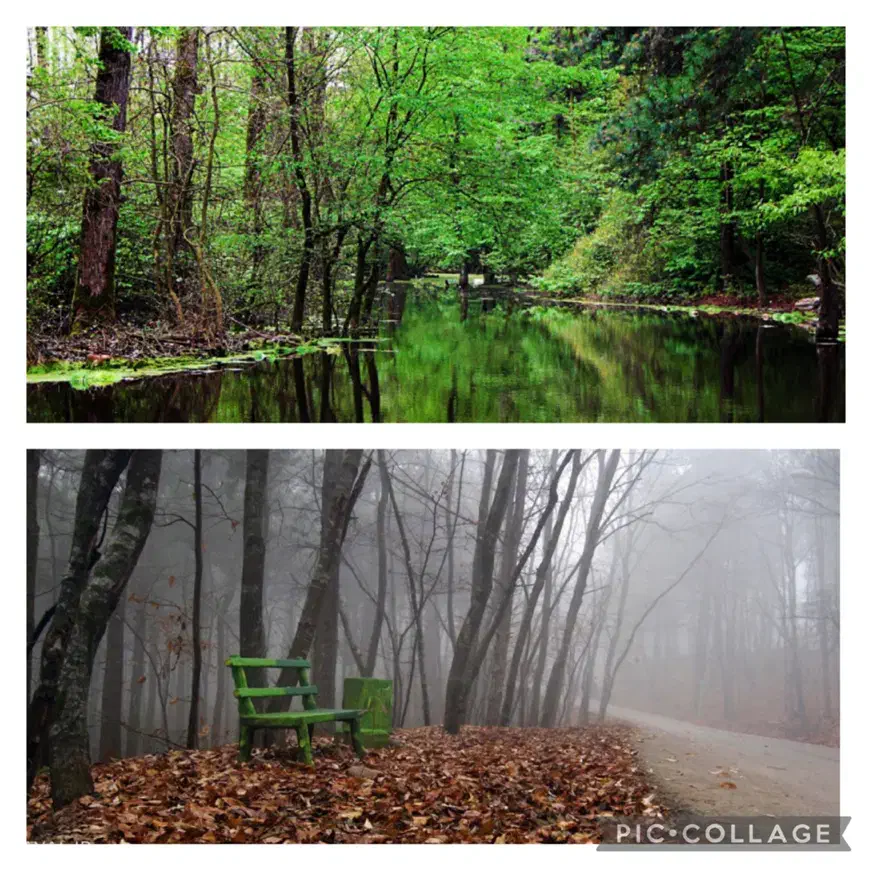زمین جنگلی جاده رشت تهران|فروش زمین و ملک کلنگی|رشت, گیل|دیوار