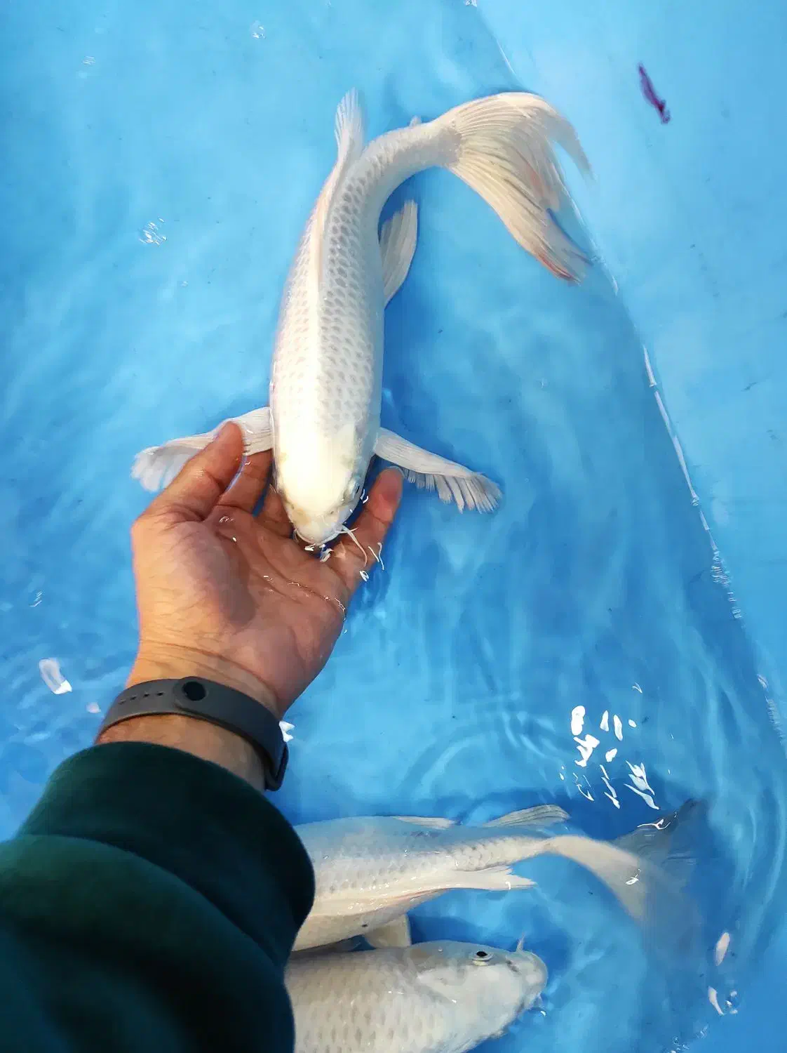 ماهی کوی کلکسیونی داخلی و وارداتی 10تا 75سانت|ماهی|تهران, بلوار کشاورز|دیوار