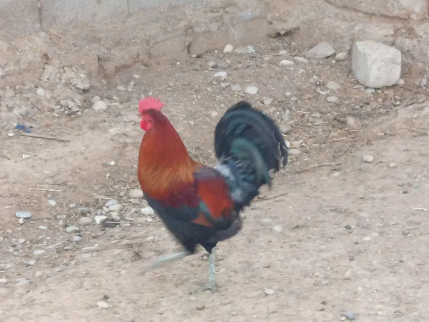 خروس 7500|حیوانات مزرعه|امیدیه, |دیوار