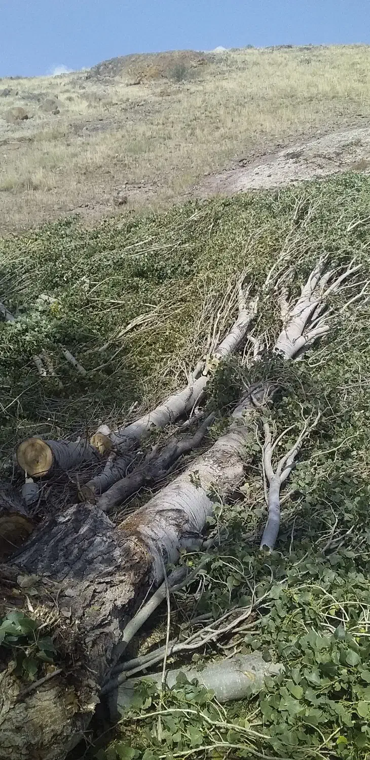 خرید درختان سرپا.چوب|خدمات باغبانی و درختکاری|مشگین شهر, |دیوار