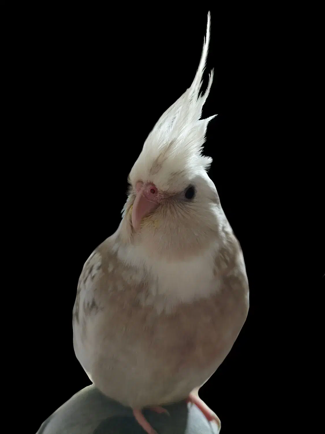 عروس هلندی گمشده|حیوانات|مشهد, سید رضی|دیوار