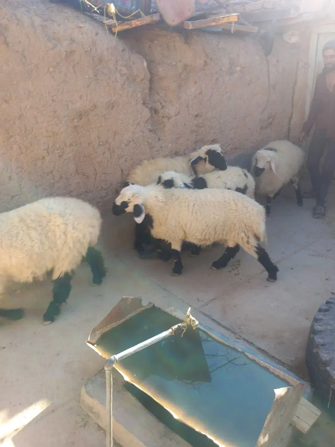 پنج راس بره سفید صادراتی و بزچاق|حیوانات مزرعه|درمیان, |دیوار