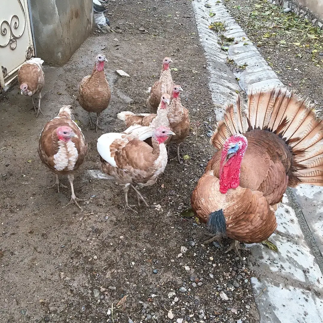 بوقلمون جوان وسالم|حیوانات مزرعه|میانه, |دیوار