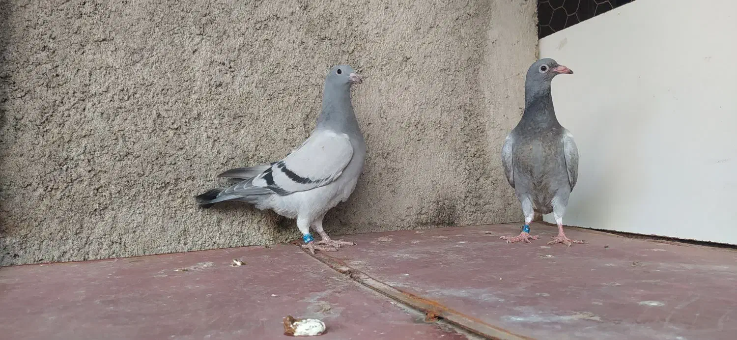 کبوتر|پرنده|وحدتیه, |دیوار