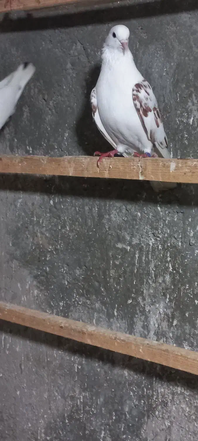 کبوتر غریب|پرنده|رشت, قاسمیه|دیوار
