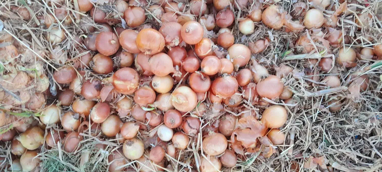 پیاز طلایی|خوردنی و آشامیدنی|روانسر, |دیوار