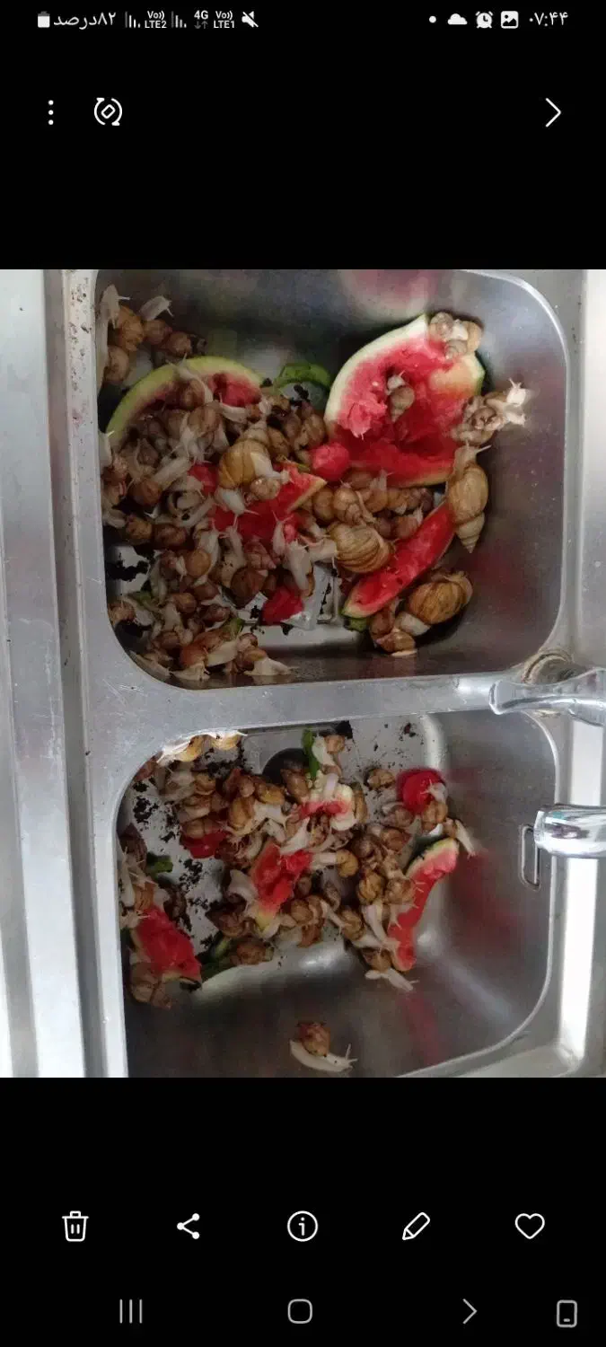 حلزون آلبینو آچاتینا|خزنده|فردیس, داوری|دیوار