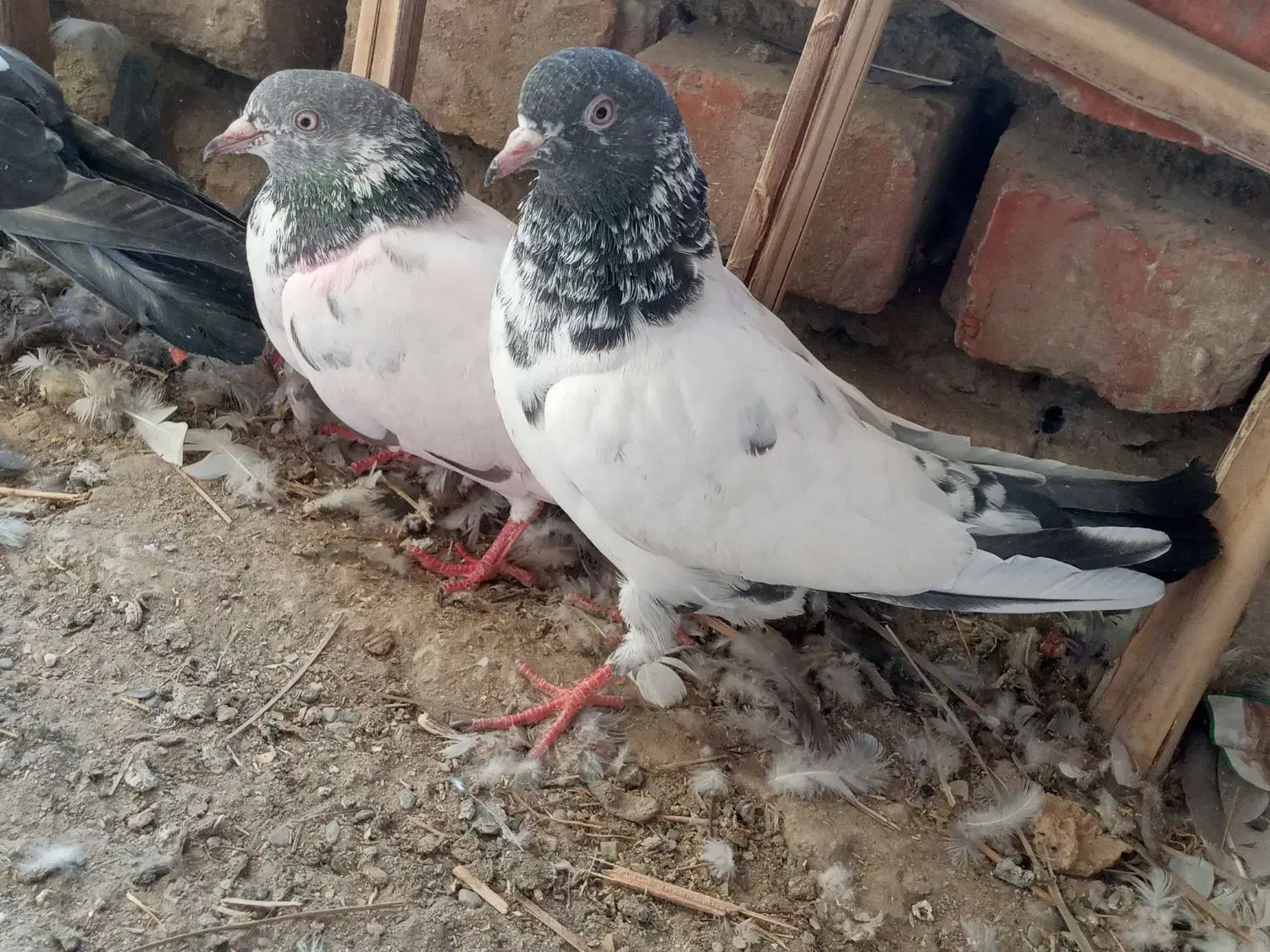 جفت نر ماده گلدن|پرنده|ایرانشهر, |دیوار