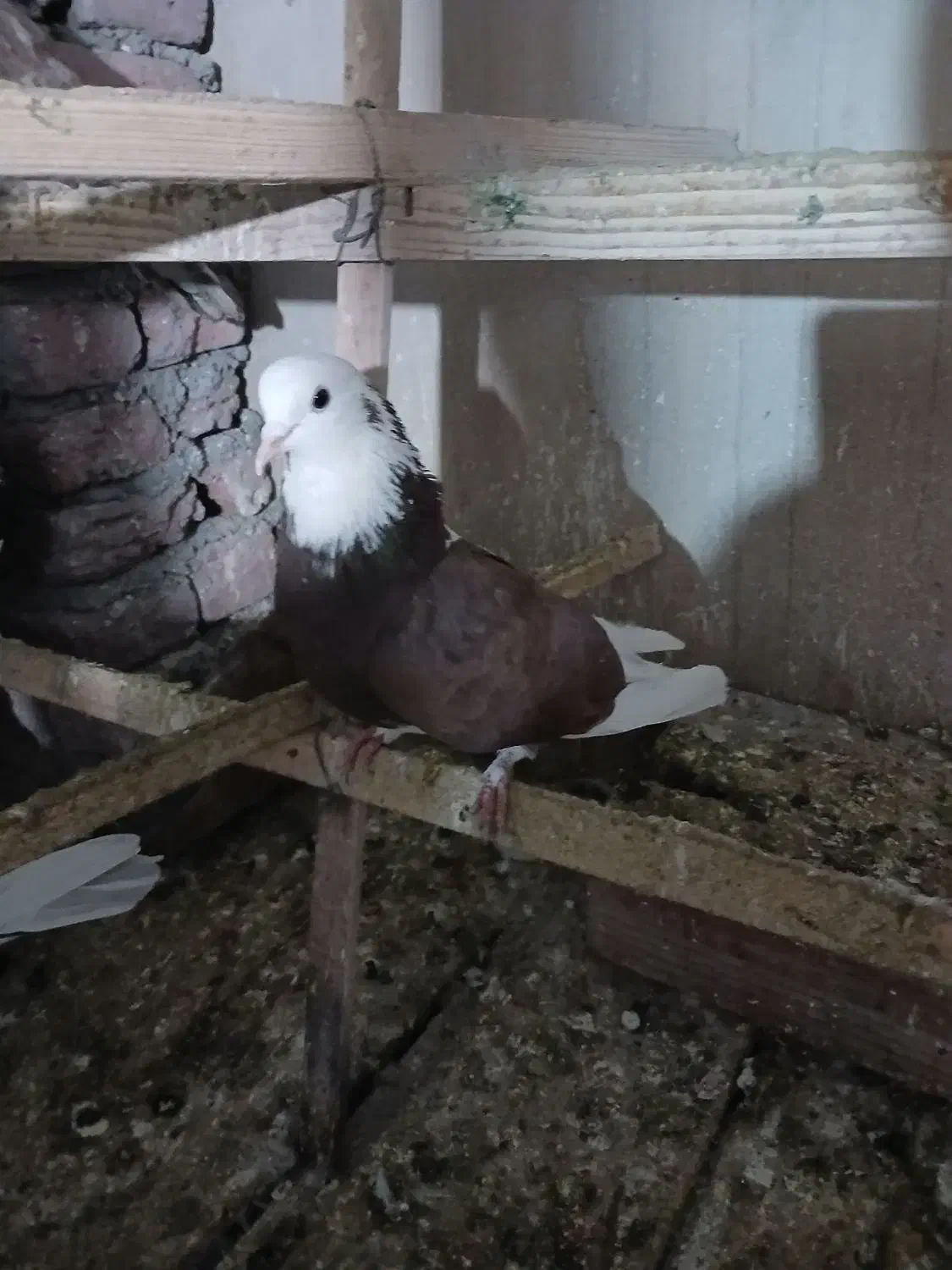 کفتر پرشی نر|پرنده|نقده, |دیوار