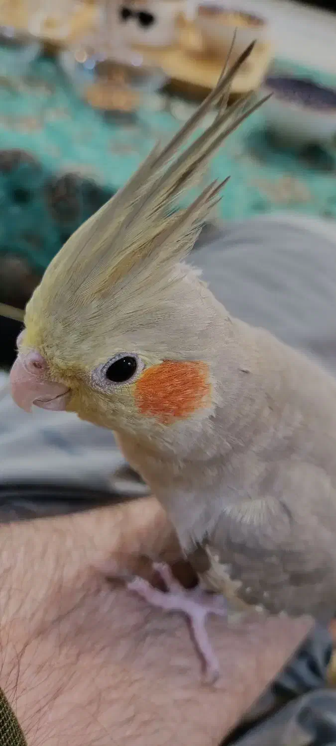 عروس هلندی آهویی|پرنده|اهواز, کوی باهنر|دیوار