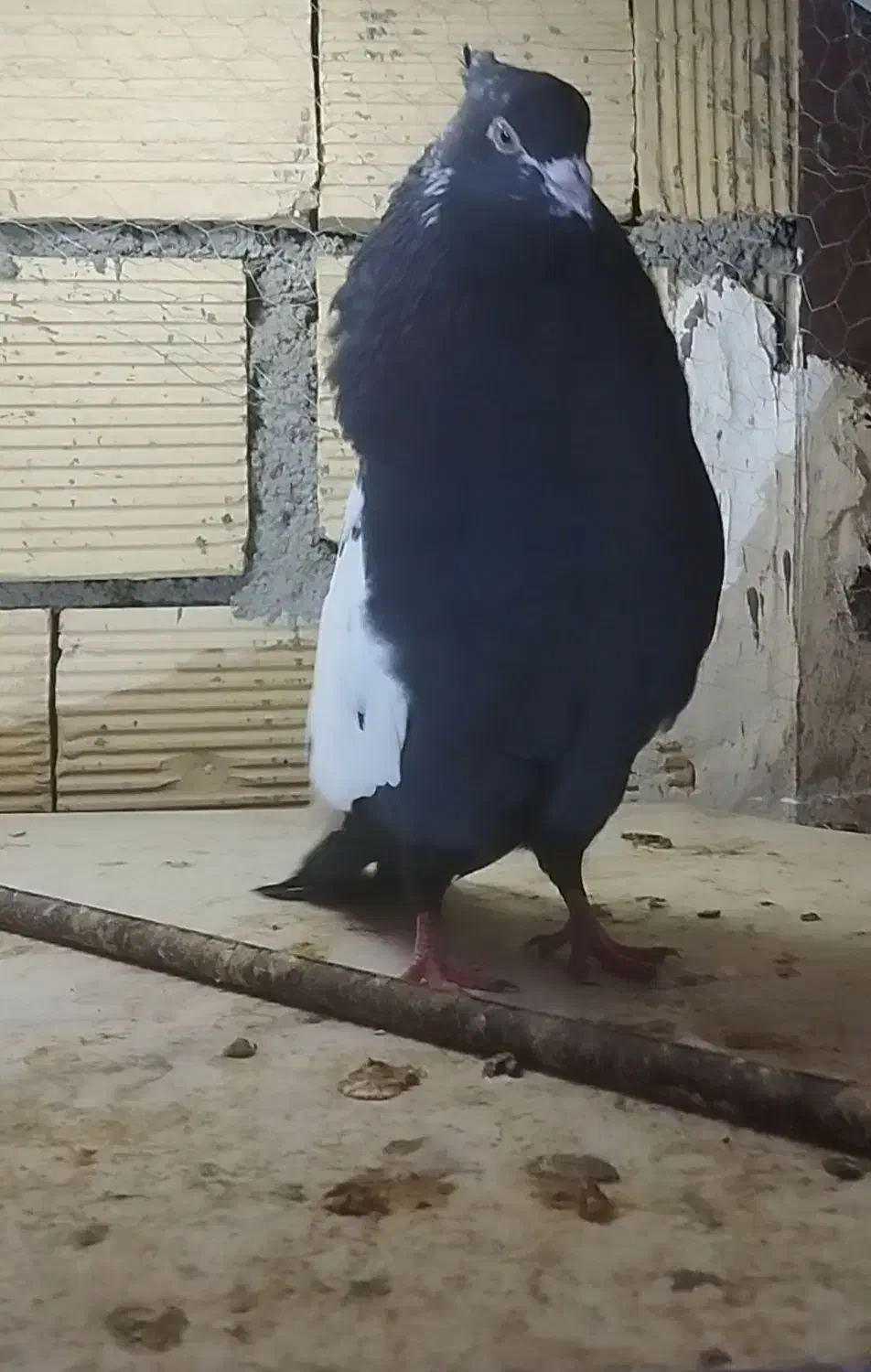 پرنده کبوتر سیاه|پرنده|خرم‌آباد, |دیوار
