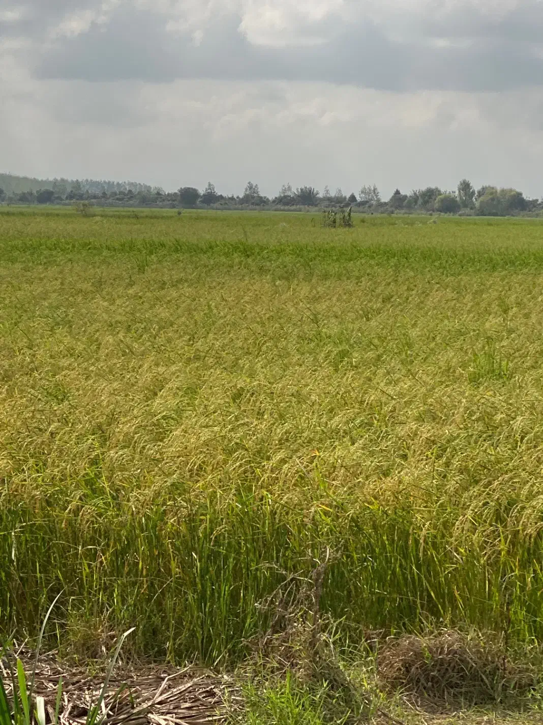 برنج طارم هاشمی نوج|خوردنی و آشامیدنی|کوهیخیل, |دیوار