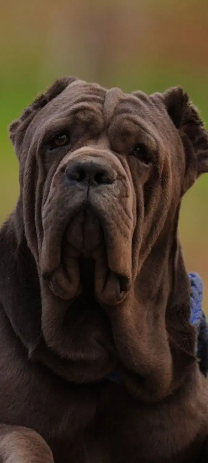 کن کورسو|سگ|بردسیر, |دیوار