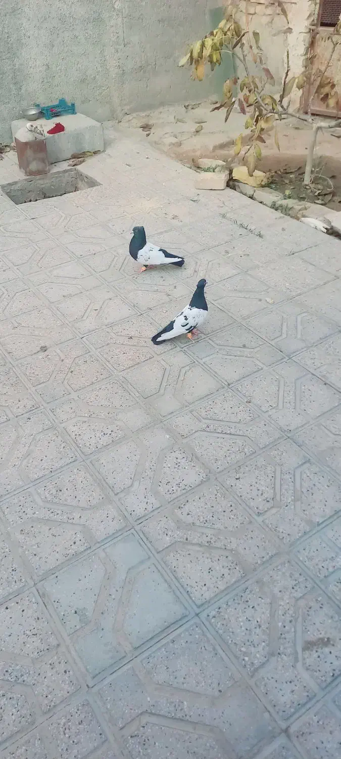 نروماده سینه سیاه جوون پرشی به شرط همه چی|پرنده|قوچان, |دیوار