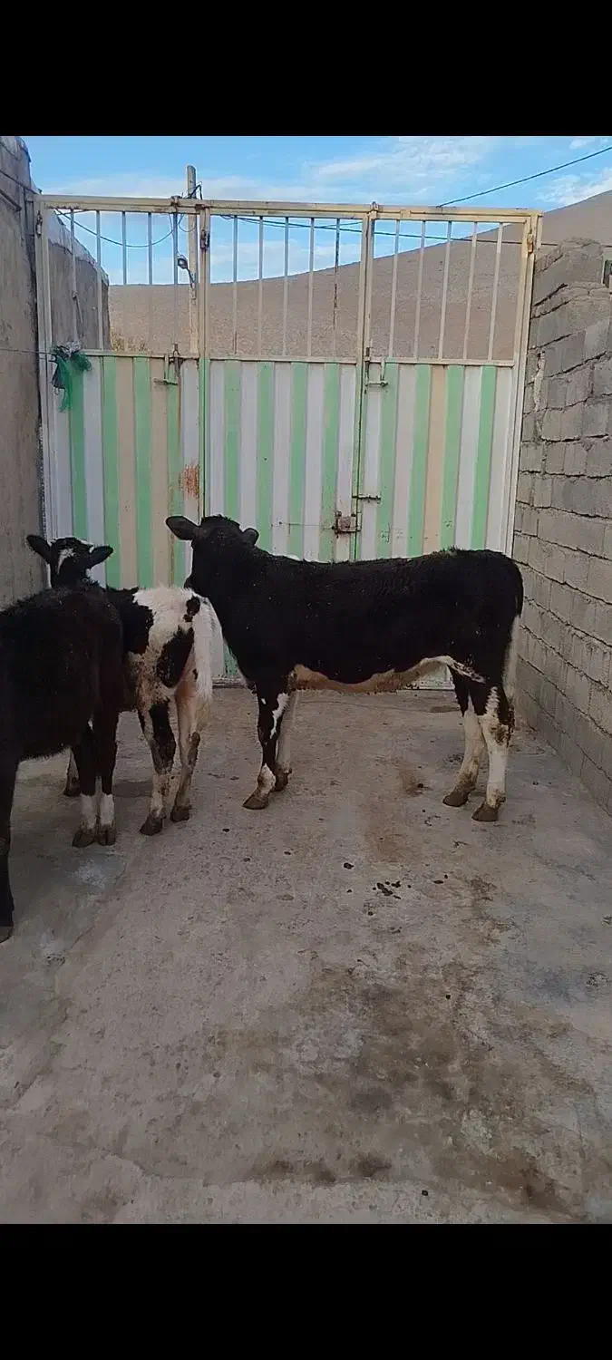 گوساله ماده|حیوانات مزرعه|بیرانوند, |دیوار