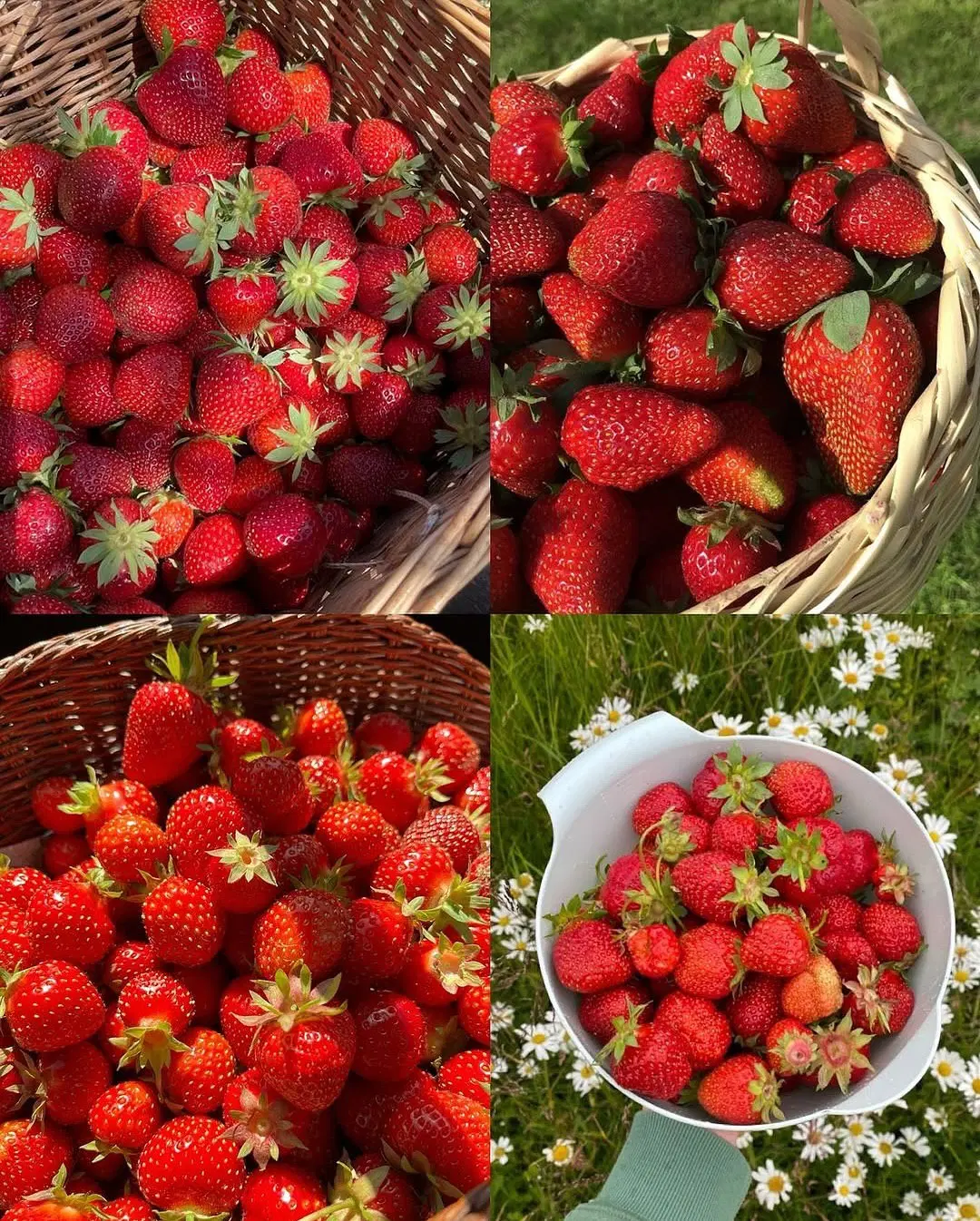 نهال کیوی الو ازگیل گردو توتفرنگی بلوبری گیلاس|خدمات باغبانی و درختکاری|تهران, فلسطین (میدان انقلاب)|دیوار