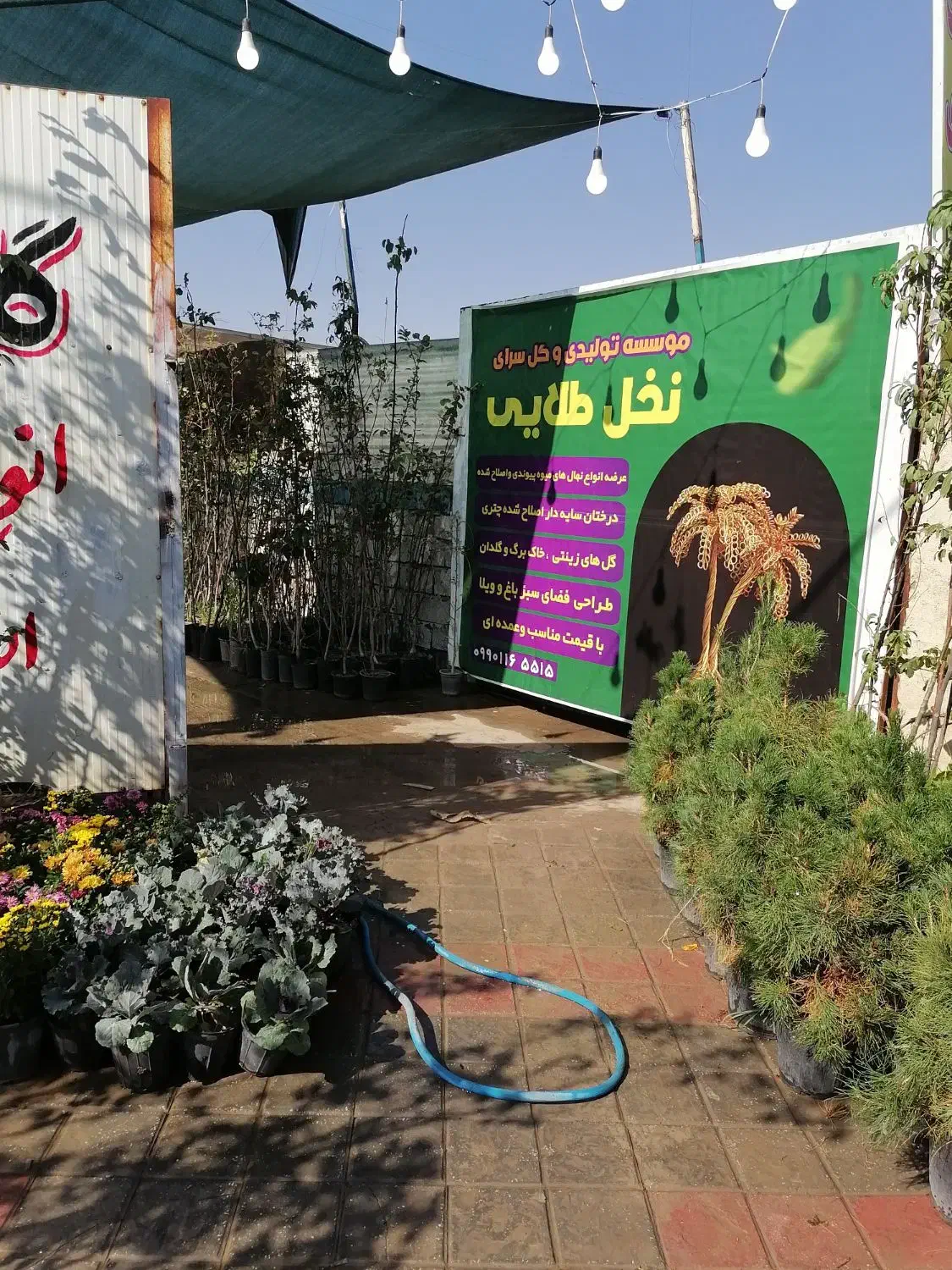 موسسه تولید به مصرف(گل)|خدمات باغبانی و درختکاری|رفسنجان, |دیوار