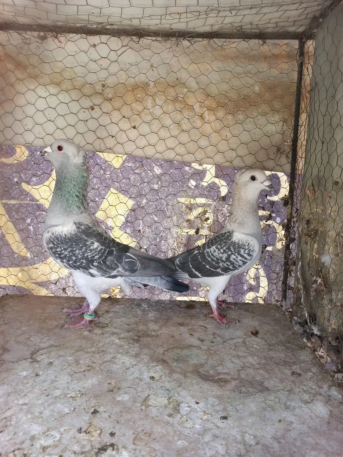 ۴ جفت سبز کاکلی. آلمانی. پشت سبز|پرنده|بیرجند, |دیوار