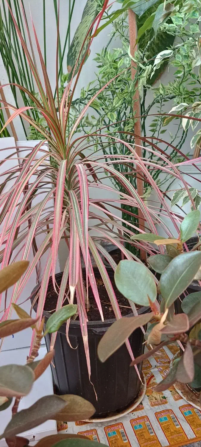 گل‌های طبیعی|گل و گیاه طبیعی|چوار, |دیوار