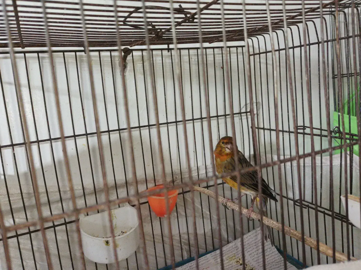 قناری|پرنده|تهران, بیسیم|دیوار